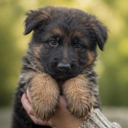 Ansel - Black and red male German Shepherd puppy in Lexington, Virginia from Stahlhaus ( Previously Buffelbach Farmstead Shepherds)