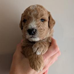 Green - Apricot male Goldendoodle puppy in Midland, North Carolina from Alger Farm, LLC