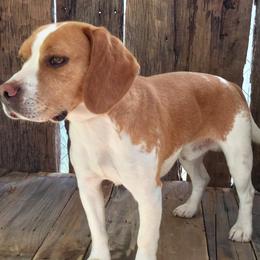 Ace - Beagle