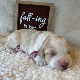 Dolly - Red female Bernedoodle puppy in Scottsville, Kentucky from Barren River Bernedoodles and Poodles