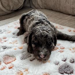 Nina - Merle female Bernedoodle puppy in Constableville, New York from Zehr’s Labradoodles & Bernedoodles