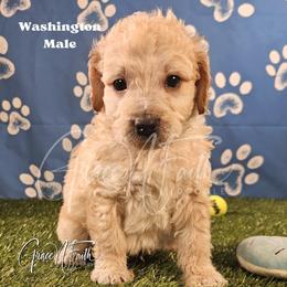 Washington - Apricot male Goldendoodle puppy in Peyton, Colorado from Grace N Faith Doodles