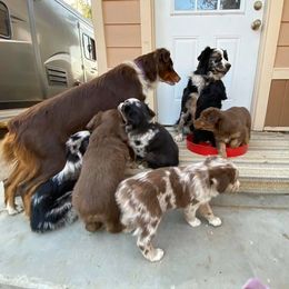 Australian Shepherd Puppies from Roosters Brand of Aussies
