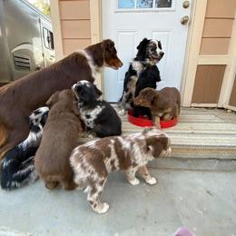 Australian Shepherd Puppies from Roosters Brand of Aussies
