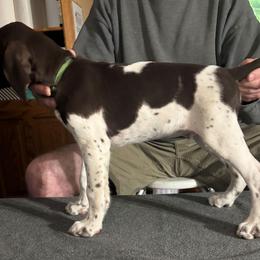 Quasimodo - Liver and white male German Shorthaired Pointer puppy in Topeka, Kansas from Autumn Prairie Kennel