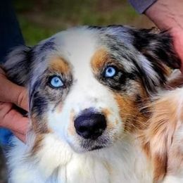 Bella - Australian Shepherd