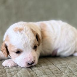 Spot - Blenheim male Cavapoo puppy in Kennewick, Washington from The Little Park Farm