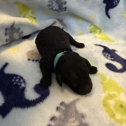 Poseidon - Black male Poodle puppy in Bakersfield, California from Pedigree Poodles