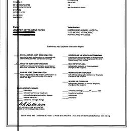 French Bulldog All Grown Up from YSetteL French Bulldogs