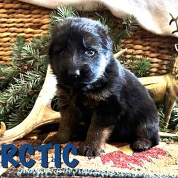 Arctic - Black and red male German Shepherd puppy in Graham, Washington from Wildeflecken Shepherds