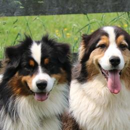 Australian Shepherds from Starbound Aussies