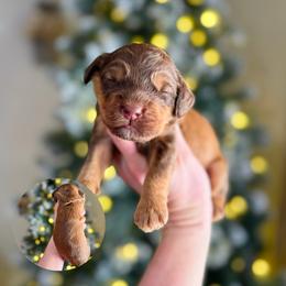 John - Sable male Bernedoodle puppy in Wamego, Kansas from Doodles of Oz