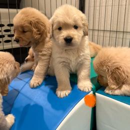 Golden Retriever Puppies from Golden Grace Kennel