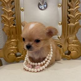 POCKET Size Heavenly , 12000 - Fawn and white female Chihuahua puppy in Burleson, Texas from Tiny Diiamond Chihuahua
