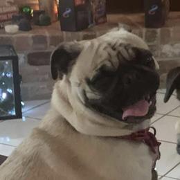 Amy - Pug