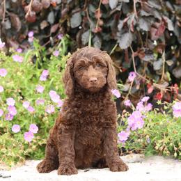 Lavender - Chocolate female Australian Labradoodle puppy in Williamstown, New York from Lewis Manor Labradoodles