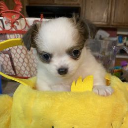 Zip - Black and white male Chihuahua puppy in Red Bluff, California from Aye Chihuahua