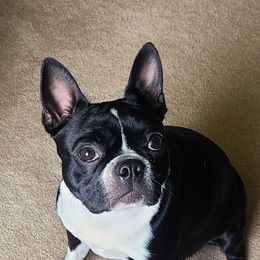 Charli - Boston Terrier