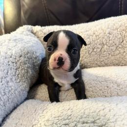 Boy 4 - Black brindle and white male Boston Terrier puppy in Brookville, Ohio from Best Friend Bostons