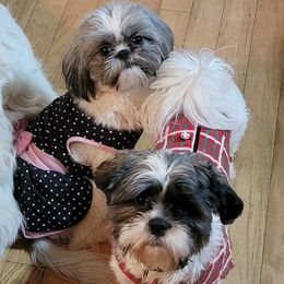 Shih Tzus from Lovin Shih Tzus