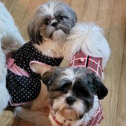 Shih Tzus from Lovin Shih Tzus