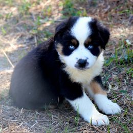 Miniature Australian Shepherd Puppies from AussiesRus