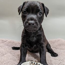 Patterdale Terrier Puppies from Moormont Kennels