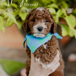 Thyme - Red  male Goldendoodle puppy in Patterson, California from Dooling Doodles