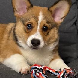 Pembroke Welsh Corgi Puppies from Rhone River Farm Pembroke Welsh Corgis