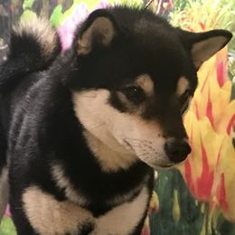 Guccifer2 - Shiba Inu