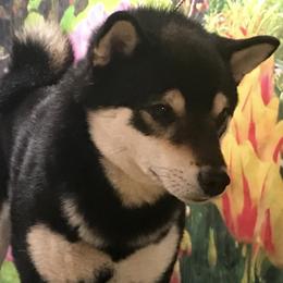 Guccifer2 - Shiba Inu