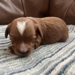 Huck - Red male Cavapoo puppy in Glendale, Arizona from Dashing Dogs