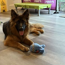 Emma - Black and red female German Shepherd puppy in Chelmsford, Massachusetts from Farrenhaus