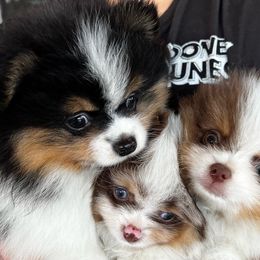 Pomeranian Puppies from Glow Up Pomeranians