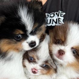 Pomeranian Puppies from Glow Up Pomeranians