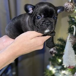 French Bulldog Puppies from Frenchie Babies