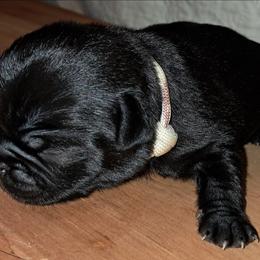 White Collar Boy - Black male Pug puppy in Elma, Washington from Kismet Kennels, Exclusively Pugs