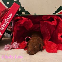 Cindy Lou - Red  female Goldendoodle puppy in Haughton, Louisiana from Bailey’s Cajun Canines
