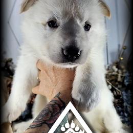 Christa - White female German Shepherd puppy in Sequim, Washington from German Shepherd Haus