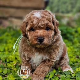 Theo - Red  male Poodle puppy in Salem, Missouri from Meadowbrook Poodles