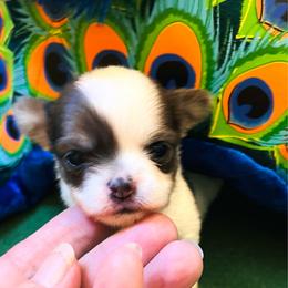 Queen is - Blue and white female Chihuahua puppy in Windsor, South Carolina from Gemstone Chihuahuas