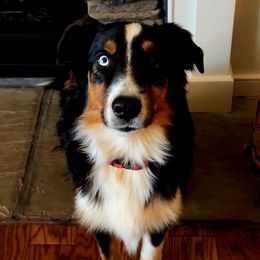 Thorne - Miniature Australian Shepherd