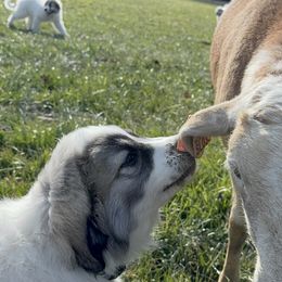 Lola (Miss Lime) - White and badger female Great Pyrenees puppy in Sapphire, North Carolina from Sapphire Valley Great Pyrenees