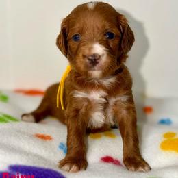 Rainey - Red  female Goldendoodle puppy in Beecher, Illinois from Erica’s Doodles