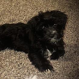 Cupid - Black male Morkie puppy in Aliquippa, Pennsylvania from The Morkie Mom