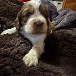 Lucy - Liver white and tan female English Springer Spaniel puppy in Coeur D'alene, Idaho from Springer Hollow