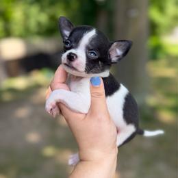 Houdini - Black and tan male Chihuahua puppy in Holt, Michigan from My Crzy Chihuahuas