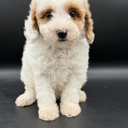River - Parti female Goldendoodle puppy in Millersburg, Ohio from Ohio Puppy Paws