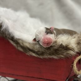 Border Collie Puppies from Apex Border Collies