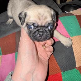 Fiona - Fawn female Pug puppy in Moorefield, West Virginia from Wratchford Farms